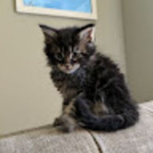 Meet your Posher, Kat